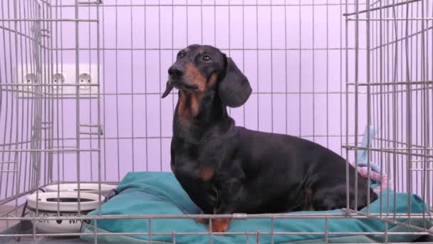Obedecedor dachshund se sienta en la jaula con cuencos para la comida y el agua, la realización del lugar de mando, y recibe sabroso tratamiento para perros secos como recompensa, zoom, cámara lenta . — Vídeo de stock