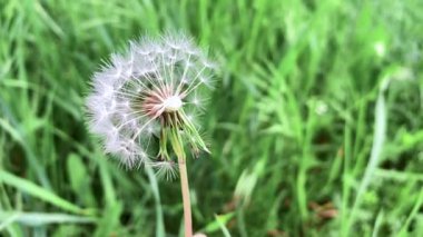 Koyu yeşil çimenlerin içinde tüylü bir karahindiba. Yaz zamanı, hafif rüzgar.