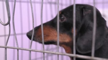 Metalik kafesin içinde oturan sevimli siyah ve taba renkli dachshund, insan eli köpek maması veriyor, ki bu da anında büyük bir iştahla yeniyor. Serseri hayvan konsepti için barınak.