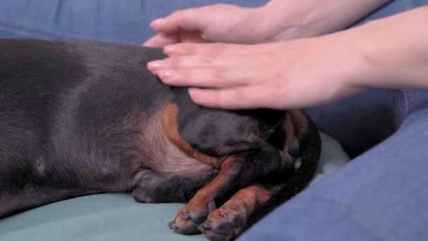 Masaj seansının son bölümünde kısa saçlı köpek yan yatıyordu. İnsan eli nazikçe omurgasını ve arka bacaklarını okşuyor. İçeride, yumuşak örtülü ya da hayvanın altında battaniye, konforlu. — Stok video