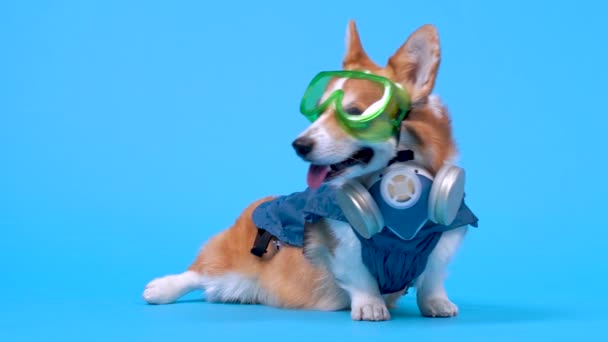 Ginger lucu dan corgi pembroke welsh putih mengenakan peralatan pelindung khusus topeng biru dengan respirator dan gelas plastik besar, duduk dan kehabisan. Latar belakang biru di studio, konsep epidemi — Stok Video