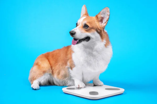 Schattige welsh corgi pembroke of vest zit en meet gewicht op elektronische vloer schaal, front view. Hond is op dieet, houdt voeding bij en bereidt figuur voor zomer strand seizoen. — Stockfoto