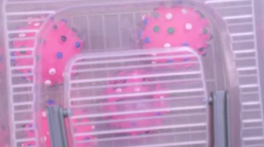 Koronavirüs molekülü gibi görünen pembe lastik toplar şeffaf plastik kutuda, yakın çekim. Bir adam kutuyu açar ve bir oyuncak çıkarır..