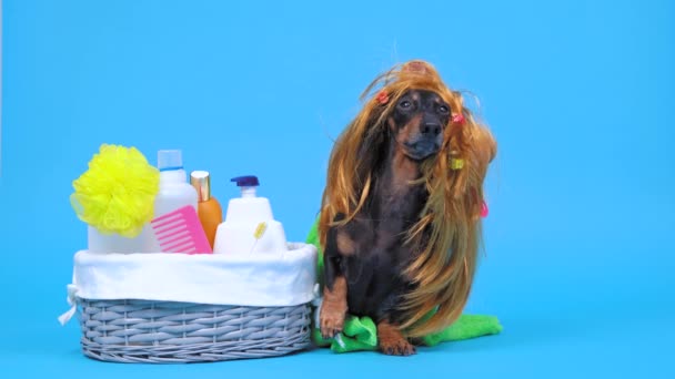 Divertido perro salchicha en peluca roja con clips de pelo multicolores, envuelto en toalla de baño está a punto de tomar la ducha. Cesta con paño, peine, jabón, gel y champú botellas está cerca sobre fondo azul . — Vídeos de Stock