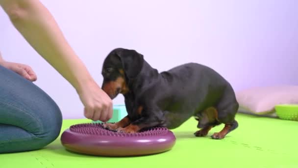 Pes trénuje sílu a výdrž tím, že si lehne a postaví se na vyvážený masážní disk, obdrží lahodný dárek jako odměnu. Dachshund se zabývá fitness s handlerem v tělocvičně se sportovním vybavením. — Stock video