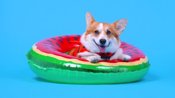 Witzig lächelnder walisischer Corgi Pembroke oder Strickjacke Hund in orangefarbener Schwimmweste liegt in aufgeblasenem Schwimmring, schaut sich um und läuft auf blauem Hintergrund davon, Vorderansicht. — Stockvideo
