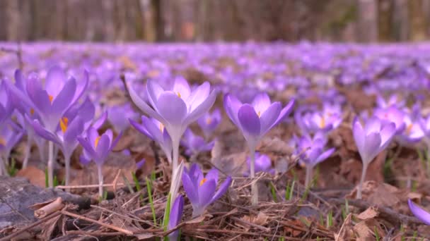 ヨーロッパ東部のモンテネグロでは、薄紫色の小花を咲かせています。春、美しい自然. — ストック動画