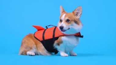 Komik kızıl ve beyaz sosisli beyaz corgi Pembroke cinsi, parlak turuncu ve siyah can yeleği giyen, arkasında kabzası olan, açık denizde rahat bir taşıma köpeği için, oturur ve stüdyoda uzanır.