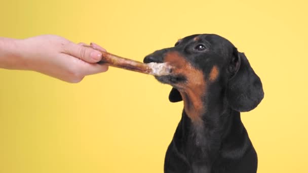 Όμορφη μαύρο και μαύρισμα dachshund σε κίτρινο φόντο στο στούντιο, κοιτάζοντας προς τα αριστερά. Ανθρώπινο χέρι, κρατώντας στεγνά λιχουδιές σκυλιών, το δίνει στο κατοικίδιο ζώο, δαγκώνει και σταματά να το κάνει. Ζωντανό ζώο με νόστιμο φαγητό — Αρχείο Βίντεο