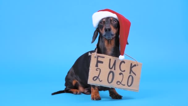 Funny dachshund negro y bronceado con sombrero rojo y blanco de Santa, se sienta sobre fondo azul en el estudio con pancarta Fuck 2020. Concepto de humor del año pasado, ironía, sarcasmo . — Vídeo de stock