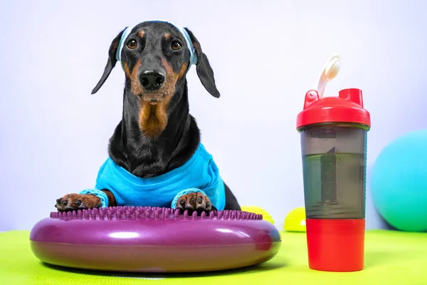 Αστεία dachshund σκυλί σε αθλητική στολή με μαλακή κορδέλα στο κεφάλι για την προστασία του προσώπου από τον ιδρώτα βρίσκεται σε δίσκο εξισορρόπησης σιλικόνης και πρόκειται να κάνει fitness, πλαστικό μπουκάλι νερό είναι κοντά, μπροστινή άποψη. — Φωτογραφία Αρχείου