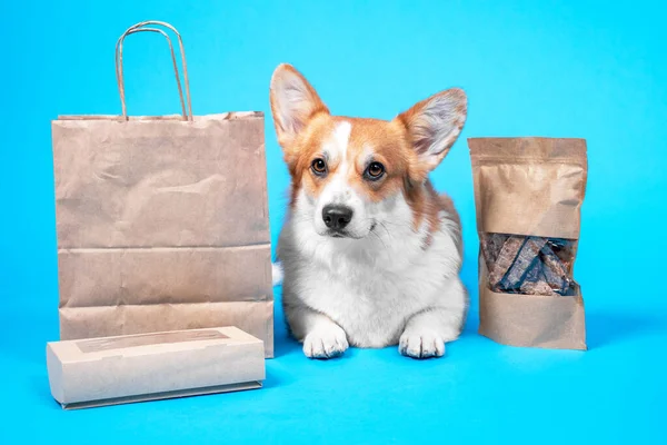 İtaatkar Galli Corgi Pembroke ya da hırka mavi arka planda, el işi çantaları ve lezzetli kurutulmuş köpek maması kutuları etrafında yatar. Ambalajlı ve eve servis yapan hayvanlar için lezzetli sağlıklı atıştırmalıklar reklamı..