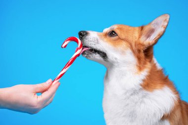 Sahibi şirin Galli Corgi Pembroke ya da hırka köpeğine kırmızı ve beyaz çizgili nane şekerlerini yalaması için mavi arka planda çubuk şeker, reklam metinleri için kopya alanı verir..