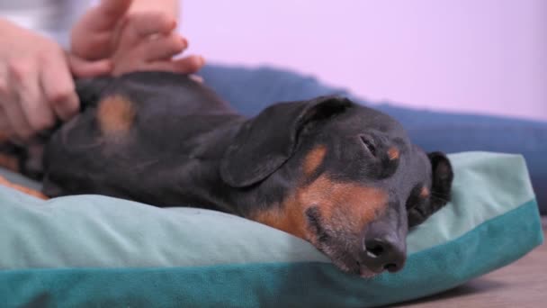 Bonito cão dachshund, preto e bronzeado, sentado entre uma pilha de caixas e pacotes com lanches caseiros secos em um fundo amarelo. propaganda de iguarias de animais de prato ou gostoso. Espaço de cópia — Vídeo de Stock