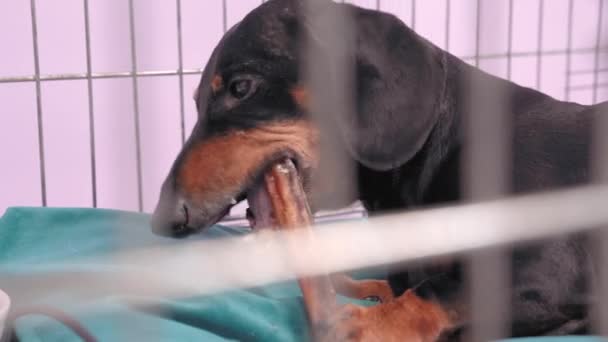 Lindo perro salchicha, negro y bronceado, sentado entre una pila de cajas y paquetes con aperitivos caseros secos sobre un fondo amarillo. anuncio de manjares de plato animal o delicioso. Copiar espacio — Vídeos de Stock