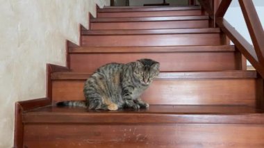 Sevecen kedi evde merdivenlerin önünde yatıyor ve şakacı bir şekilde dönüyor, kendini kaptırıyor, pençelerini yalıyor, okşanıp kucaklanmak istiyor, ön manzara. Kedi sahibinin dikkatini çeker, evcil hayvanlara bakar..