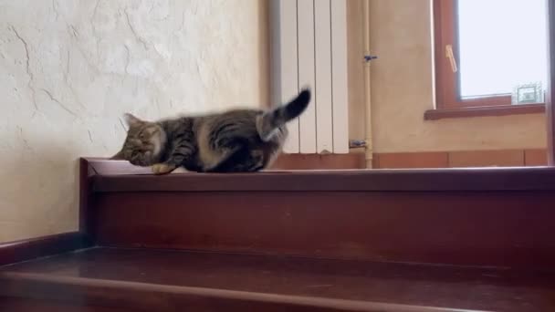 Portrait of little mongrel cat of tabby color going upstairs and lying down on the home wooden stair. Funny kitten with expressive look. Indoors. — Stock Video