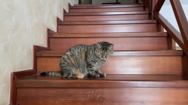 El gatito cariñoso yace en el escalón de las escaleras en casa y juguetonamente gira, se entrega, lame la pata, quiere ser acariciado y acurrucado, vista frontal. Gato atrae la atención del propietario, el cuidado de las mascotas. — Vídeo de stock