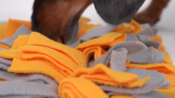 Dachshund dog is doing nose work, looking for delicious dried treats in soft washable textile snuffle mat and eating them, close up. Intellectual game and training with pet. — Stock Video