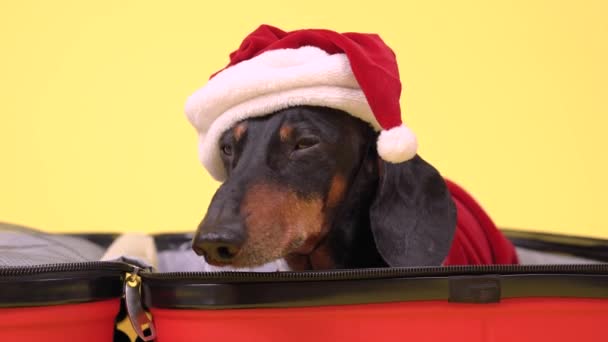 Χαριτωμένο λυπηρό dachshund σε κοστούμι Σάντα και καπέλο βρίσκεται σε άδεια ανοιχτή βαλίτσα, συσκευασμένα για τις διακοπές των Χριστουγέννων, έτσι ώστε οι ιδιοκτήτες δεν αφήνουν το σκυλί μόνο στο σπίτι, κοντά. — Αρχείο Βίντεο