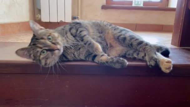 El gatito cariñoso yace en el escalón superior de las escaleras y juguetonamente gira, se entrega, quiere ser acariciado y acariciado. Cambios en el comportamiento de las mascotas durante los períodos, cuidado de la salud animal. — Vídeos de Stock