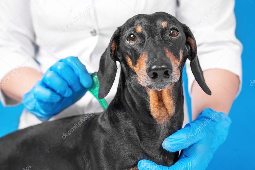 Veterinarian in medical coat and sterile protective silicone gloves applies medicine from plastic bottle with pipette against ticks, fleas and other parasites to cute dachshund dog withers.