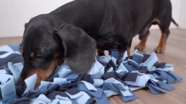 Akıllı dachshund köpeği yumuşak yıkanabilir tekstil spreyi içinde lezzetli kurutulmuş ikramlar arıyor ve onları yiyor, kaçıyor, yaklaşıyor. Entellektüel oyun ve evcil hayvanlarla burun çalışması eğitimi.