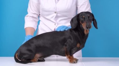 Bir dachshund 'a pire ve kene koruma maddesi uygulanması. Köpek masaya oturur, beyaz önlüklü veteriner küçük plastik şişeyi ilaçla açar ve nazikçe pörsümüşlere uygular..