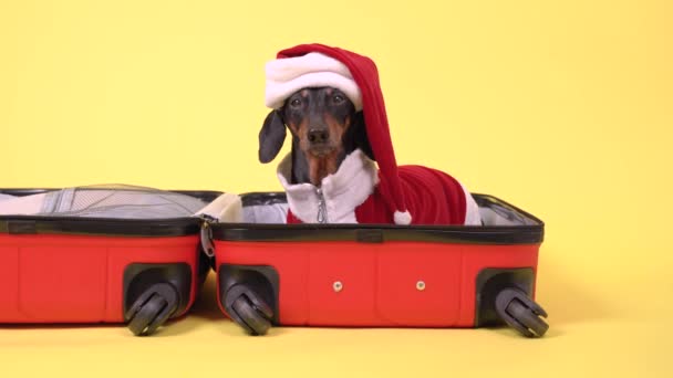 Adorable perro salchicha en traje de Santa y sombrero está sentado en una maleta abierta, preparándose para ir de vacaciones para las vacaciones de Navidad, ladrando y huyendo, fondo amarillo. — Vídeos de Stock