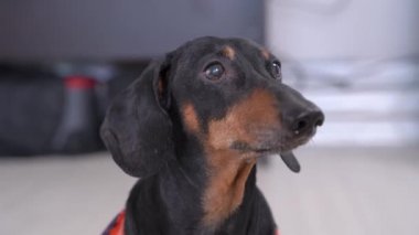 Küçük şirin dachshund kabuklarının yakın portresi, kameraya bakıyor. İçeride, evde, evcil hayvan yaşam tarzı konsepti