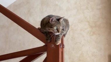 Komik çılgın kedi, evdeki merdivenlerin en üst basamağında oturur, oynar, gerer, arka patiyle kaşır ve esner. Kedi sahibinin dikkatini çeker, evcil hayvanlara bakar..