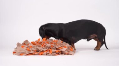 Komik siyah ve bronz dachshund 'un burun işi, özel enfiye minderinin içine saklanmış, kokuyu kullanan. Beyaz arkaplan.