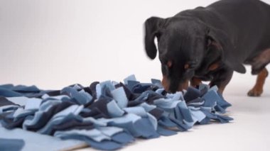 Yakın plan akıllı dachshund köpeği yumuşak yıkanabilir tekstil spreyi içinde lezzetli kurutulmuş yiyecekler arıyor ve onları yiyor, kaçıyor, yaklaşıyor. Entellektüel oyun ve evcil hayvanlarla burun çalışması eğitimi.