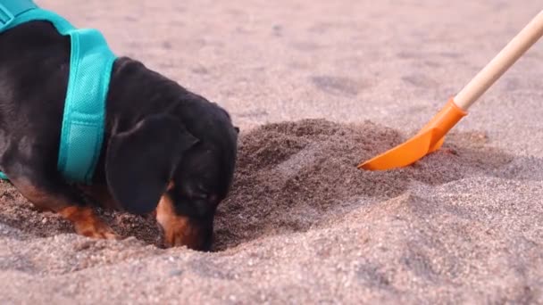 Łopata budowlana wystaje z piasku na plaży. Aktywny pies jamnik w niebieskiej uprzęży wykopuje dziurę jako prawdziwy myśliwy — Wideo stockowe