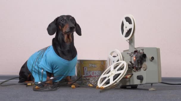 Naughty dachshund dog 이 리즐의 테이프를 풀고 그 안에 얽혀 있고, 전통적 인 영화 관람 세트 옆에 앉아서 짖는다 - 소금을 친 종이 버킷이나 캐러멜 팝콘, 빈티지 필름 프로젝터 — 비디오