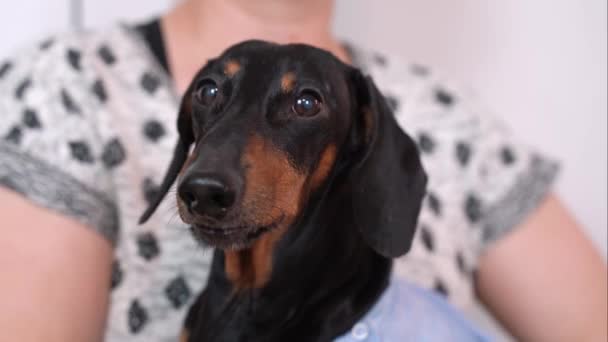 Retrato lindo perro Dachshund en un con grandes ojos suplicantes, mirando a la cámara, ladrando, sentado en la mano del propietario. Mascota emocional. — Vídeos de Stock