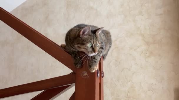 Funny crazy kitty is sit on the top step of stairs at home, playing, stretching, scratching with hind paw and yawning. Cat attracts attention of owner, taking care of pets. — Stock Video