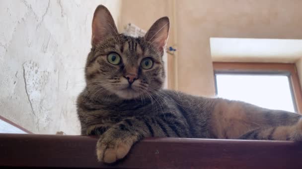 Ласковый котенок лежит на верхней ступеньке лестницы и игриво шевелится ухом, оглядывается, хочет, чтобы его гладили и обнимали. Изменения в поведении домашних животных в периоды, охране здоровья животных. — стоковое видео
