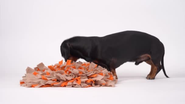 Nez de travail drôle de teckel noir et bronzé, qui cherche des friandises cachées à l'intérieur tapis de tabac à priser spécial, en utilisant l'odeur. Fond blanc. — Video