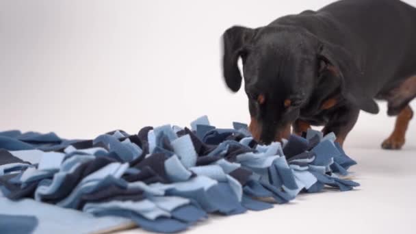 Close-up slimme teckel hond is op zoek naar heerlijke gedroogde traktaties in zacht wasbare textiel snuifmat en eten ze, weglopen, close-up. Intellectueel spel en training van neuswerk met huisdier. — Stockvideo