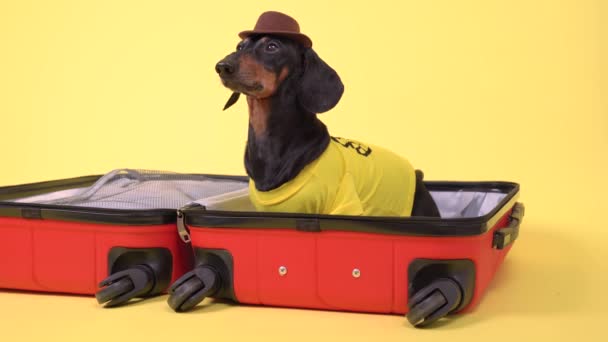 Αστεία dachshund σκυλί σε καλοκαιρινό t-shirt και καουμπόικο καπέλο συγκεντρώνει τα πράγματα για διακοπές στο ταξίδι Safari, κάθεται σε ανοιχτή βαλίτσα, κοιτάζει γύρω και γαβγίζει σε κίτρινο φόντο. — Αρχείο Βίντεο