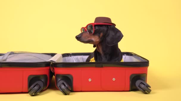 Divertido perro salchicha en gafas de sol y sombrero de vaquero está haciendo las maletas para las vacaciones en el país soleado caliente, sentado en bolsa abierta, mirando a su alrededor, ladrando y huyendo, fondo amarillo. — Vídeos de Stock