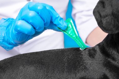 Tıbbi önlüklü veteriner ve steril koruyucu silikon eldivenli veteriner köpeklere kene, pire ve diğer parazitlere karşı pipetli plastik şişeden ilaç uyguluyor..