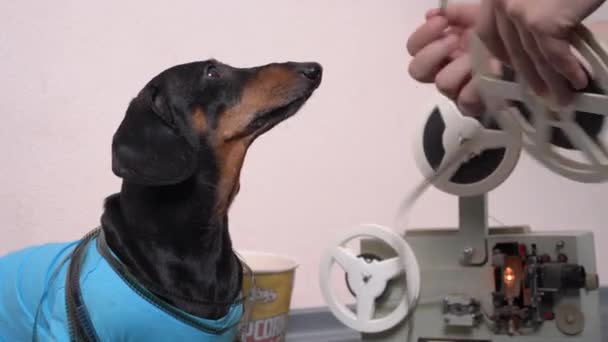 Mãos humanas fita de enrolamento do player de vídeo vintage e pequeno dachshund engraçado vestindo t-shirt azul. Conceito de humor de ajuda animal doméstico, hobby para ambos — Vídeo de Stock