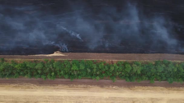 Schieten vanaf een hoogte van drone vliegend over vurig landbouwveld, verschroeid land en bosgordel. Verbranden van droog gras en toppen van het gewas na seizoensgebonden oogst. — Stockvideo