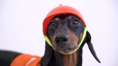 Dachshund köpek, siyah ve bronzlaşmış, turuncu bir yelek ve parlak arka planda miğfer içinde, açıkça kameraya bakıyor, havlıyor ve kaçıyor.