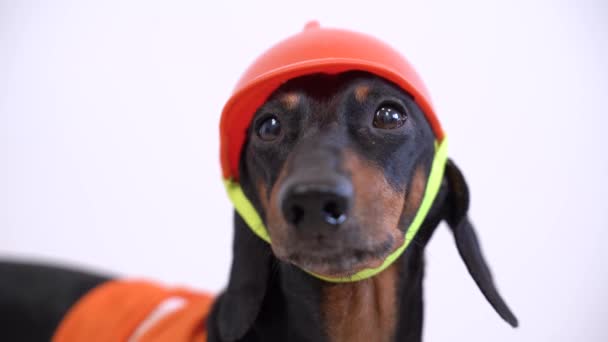 Close-up portret Dachshund hond, zwart en bruin, in een oranje bouwvest en helm op de helderachtergrond, kijkt ronduit naar de camera, blaft en rent weg — Stockvideo