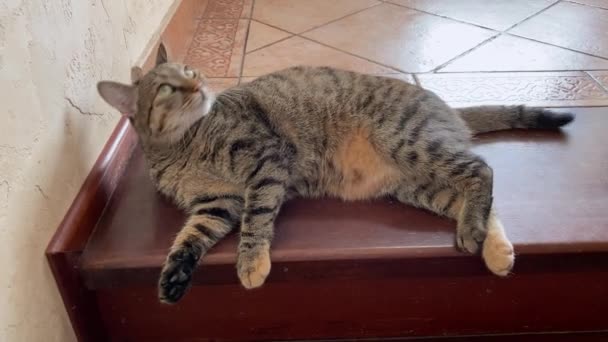 Funny crazy kitty is lying on the top step of stairs at home, tumbling merrily, playing, stretching, scratching with hind paw and yawning. Cat attracts attention of owner, taking care of pets. — Stock Video