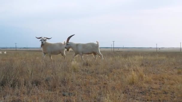 Two white goats pasturing on the fields with dried yellow grass. In the background dogs, frolicking in the grass, road with passing cars. Rural landscape — Stock Video