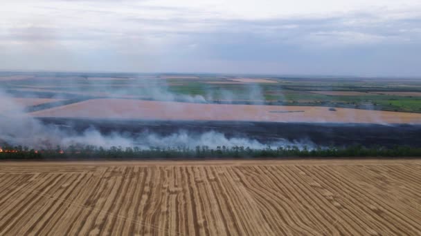 Queima de grama seca e topos da colheita após a colheita sazonal, disparo drone de uma altura. Fogo em campos agrícolas em clima quente, fumaça é transportada pelo vento, desastre global. — Vídeo de Stock